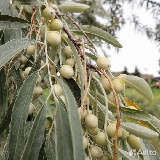 Лох узколистный серебристый