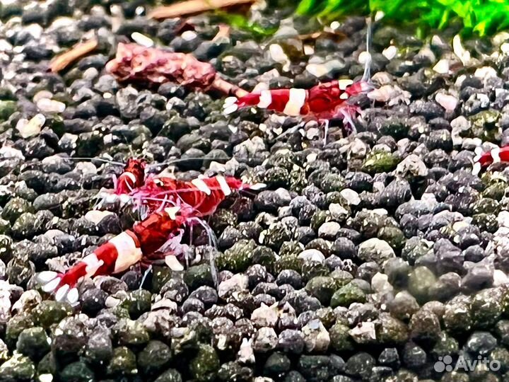Креветки Taiwan bee