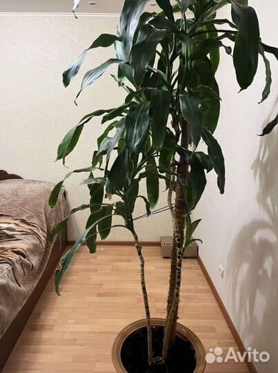 Драцена душистая