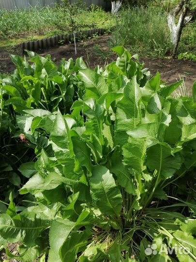 Хрен на посадку и не только