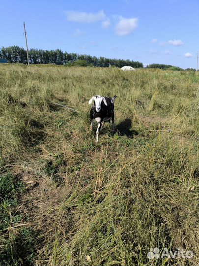 Дойные нубийские козы