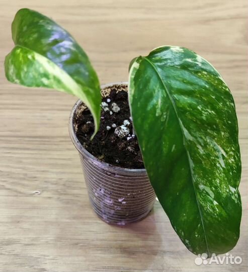 Эпипремнум