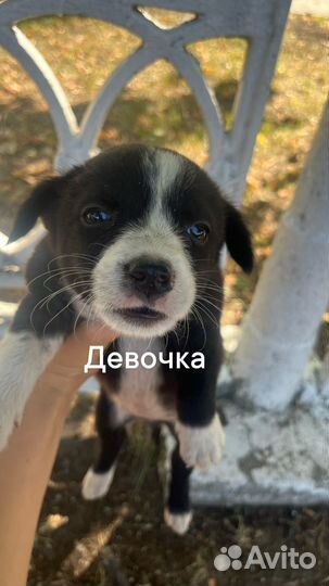 Щенки от маленькой собаки