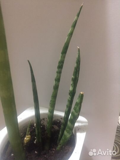 Сансевиерия детки один стебель