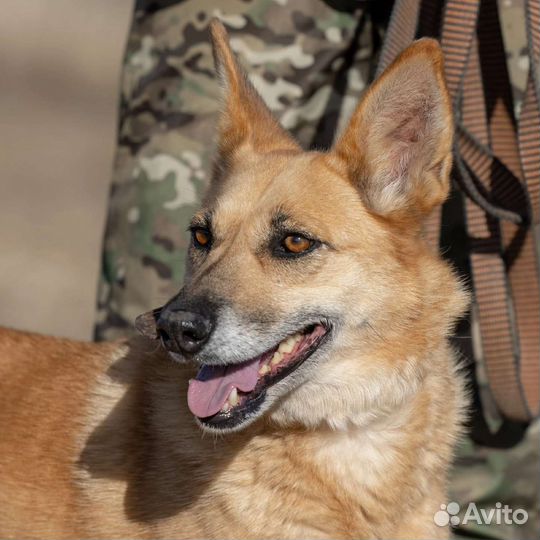 Собака в добрые руки