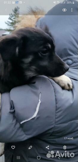 Щенок девочка в добрые руки