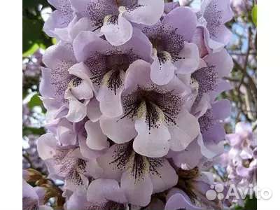 Павловния FTE, shan tong, z07, 9501, tomentosa