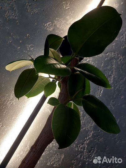 Фикус каучуконосный