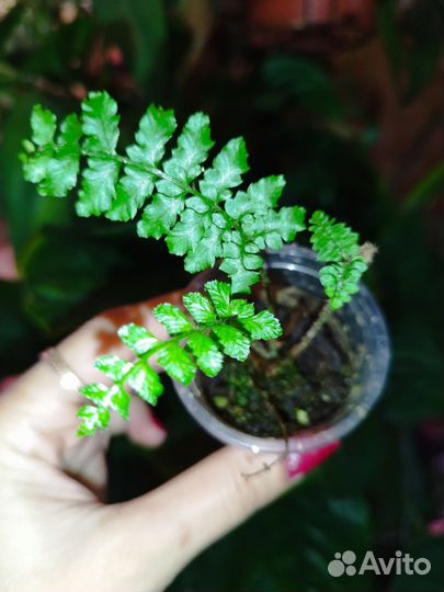 Полистихум Polublepharum