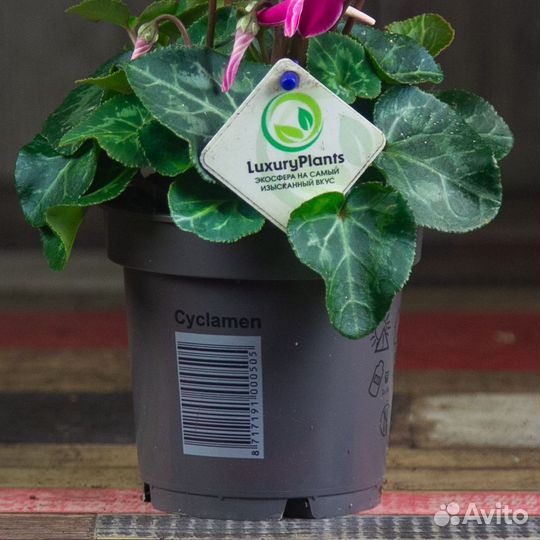 Цикламен малиновый 25/12