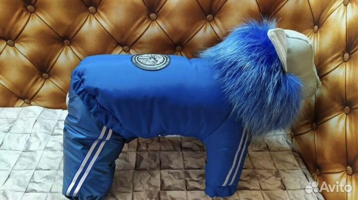 Одежда для маленькой собачки