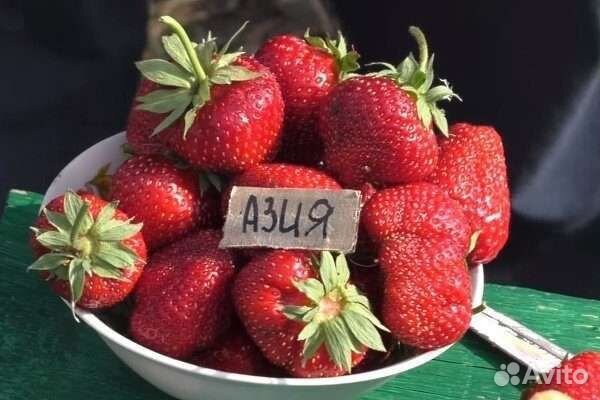 Рассада клубники, земляники