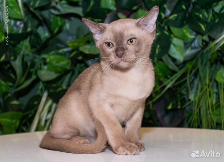 Бурманская