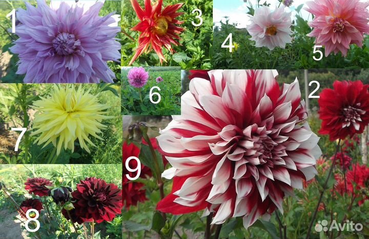 Георгины клубни на осень