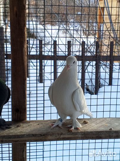 Продам голубей