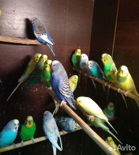 Попугаи домашние