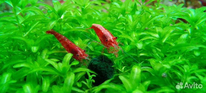 Креветка вишня red cherry shrimp