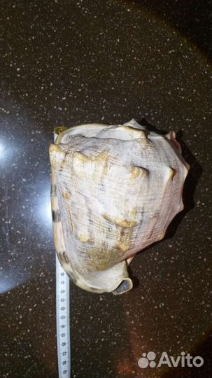 Большая морская раковина