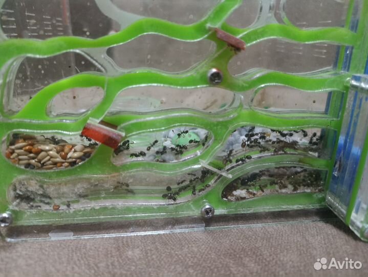 Формикарий -муравьиная ферма