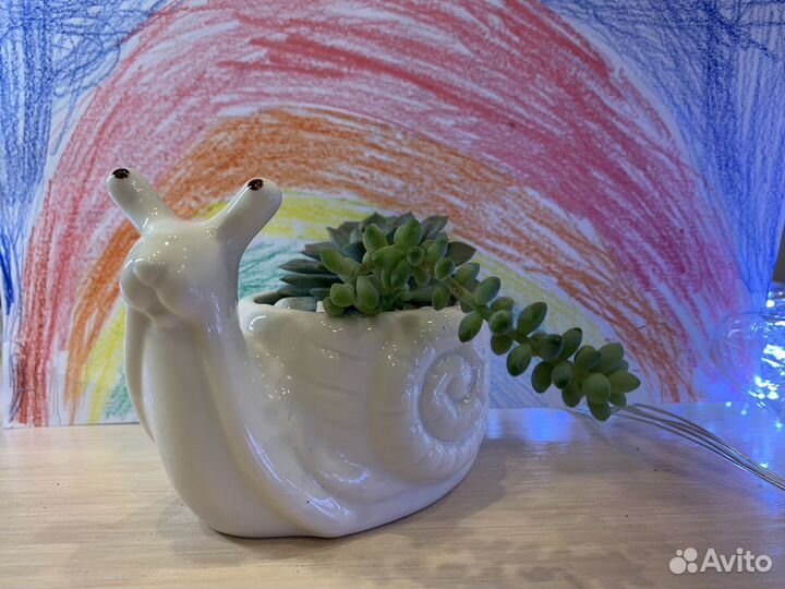 Флорариум суккуленты