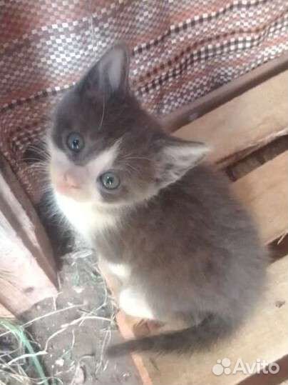 Котёнок-бездомыш ждёт своего хозяина, девочка