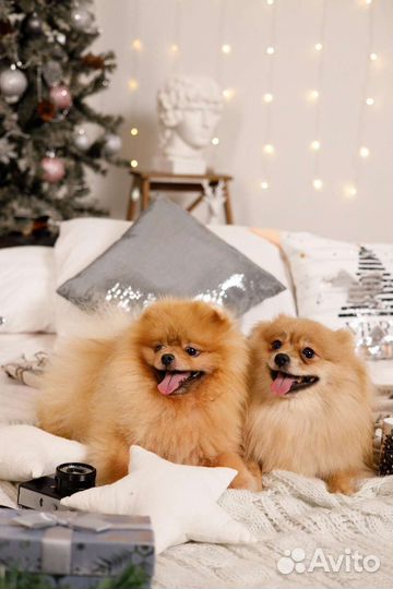 Инструктор по вязке собак