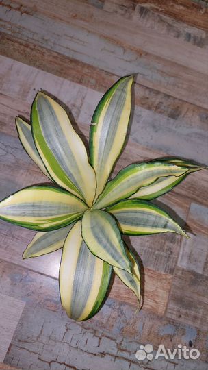 Сансевиерия Сплеш