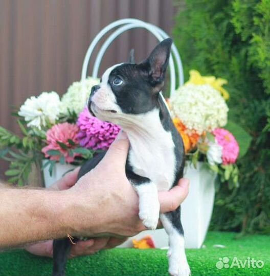 Бостон терьер