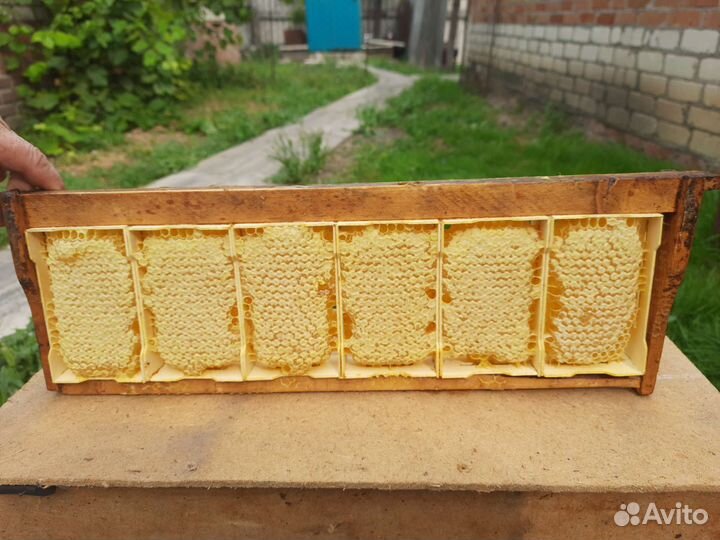 Пчелосемьи, пчелопакеты