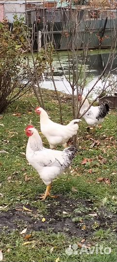 Молодые петухи