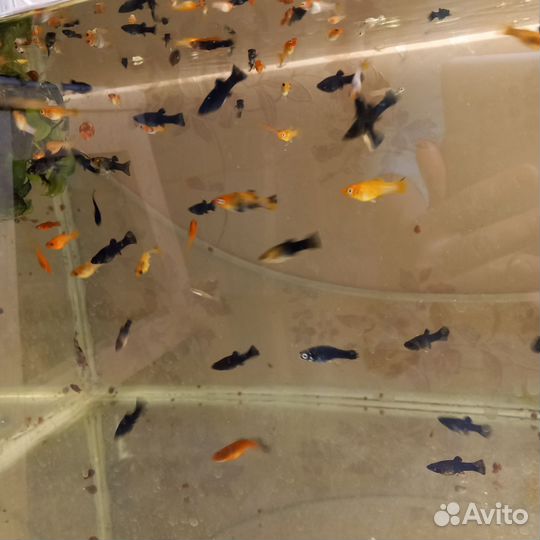 Моллинезии. Меченосцы, трубки для сомов