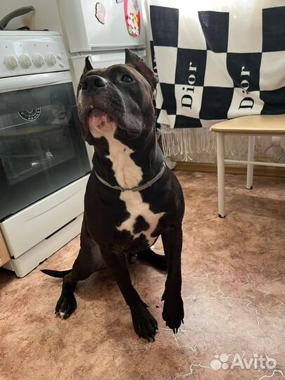 Отдам чистокровного стаффорда