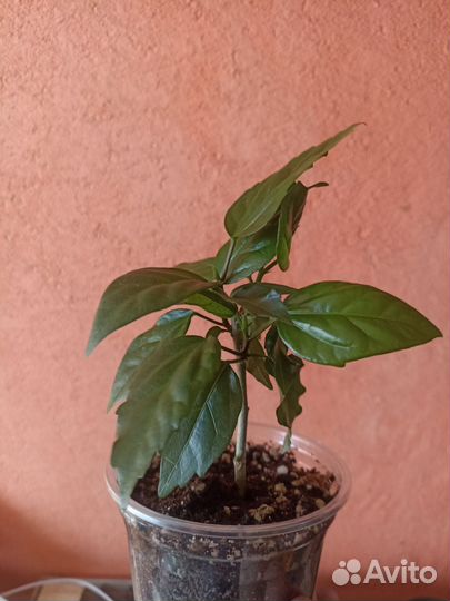 Крассула, гибискус, каланхое, алое, гастерия