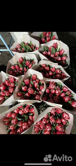 Луковицы тюльпанов опт