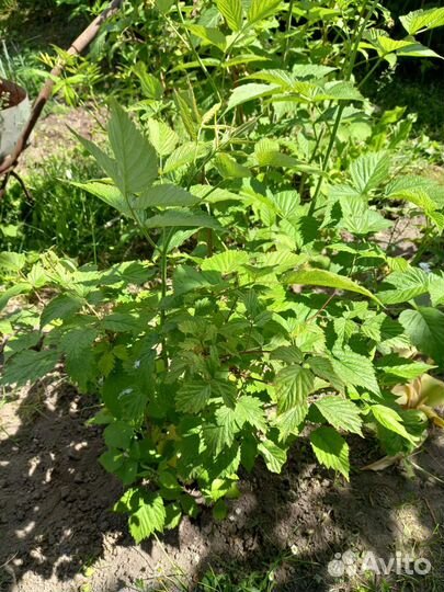 Кусты малины