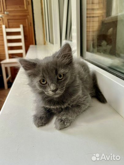 Серый пушистый котёнок, 3.5 месяца в добрые руки