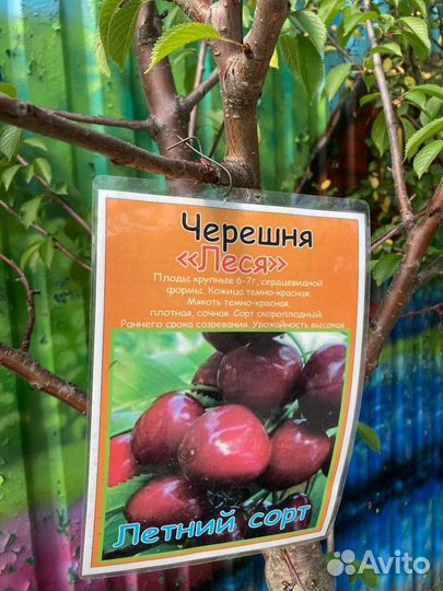 Саженцы плодовых растений, гарантия