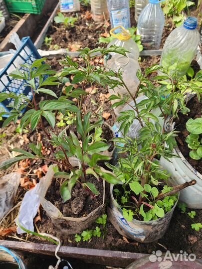 Каштан, питунии,климатисы,пионы