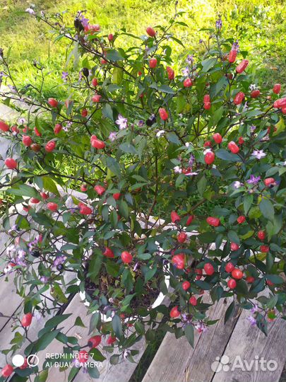 Многолетние перчики Чили в горшках.Замена цветам