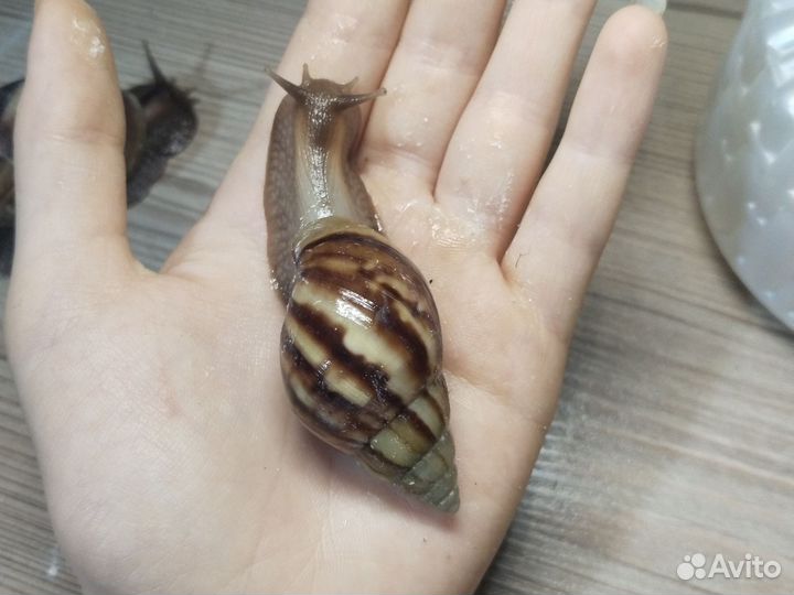 Ахатина фулика стандарт