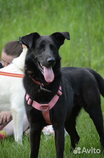 Собака из приюта ждёт хозяина