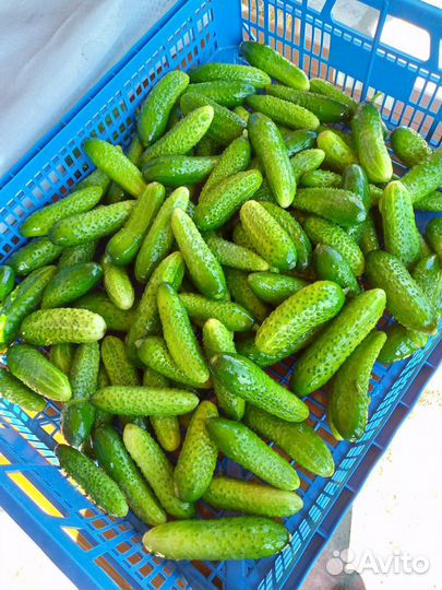 Огурцы некрупные