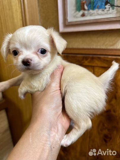 Щенок чихуахуа мини мальчик