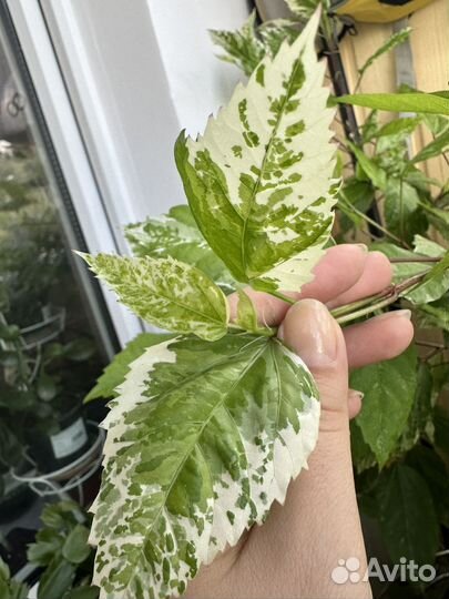 Сортовой гибискус вариергата