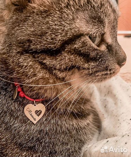 Адресник и шнурок для питомца