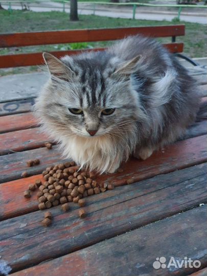 Приютская кошечка Элла в добрые руки