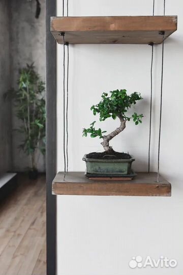 Бонсай Кармона 12 лет