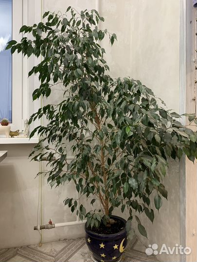 Фикус бенджамина большой