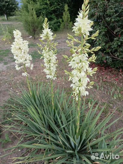 Юкка нитчатая