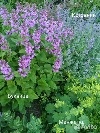Цветы многолетние